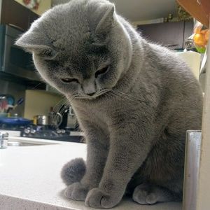 Meet your Posher, Alex